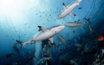 Our Magical Shark-Filled Scuba Diving Experience in Australia