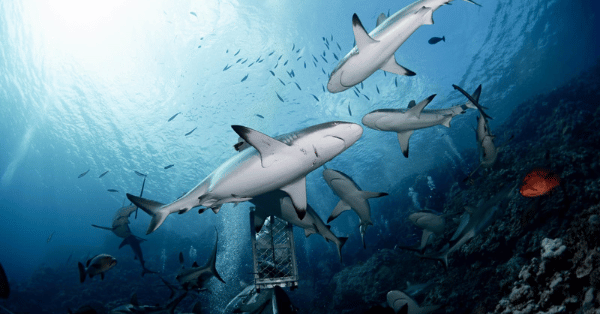 Our Magical Shark-Filled Scuba Diving Experience in Australia